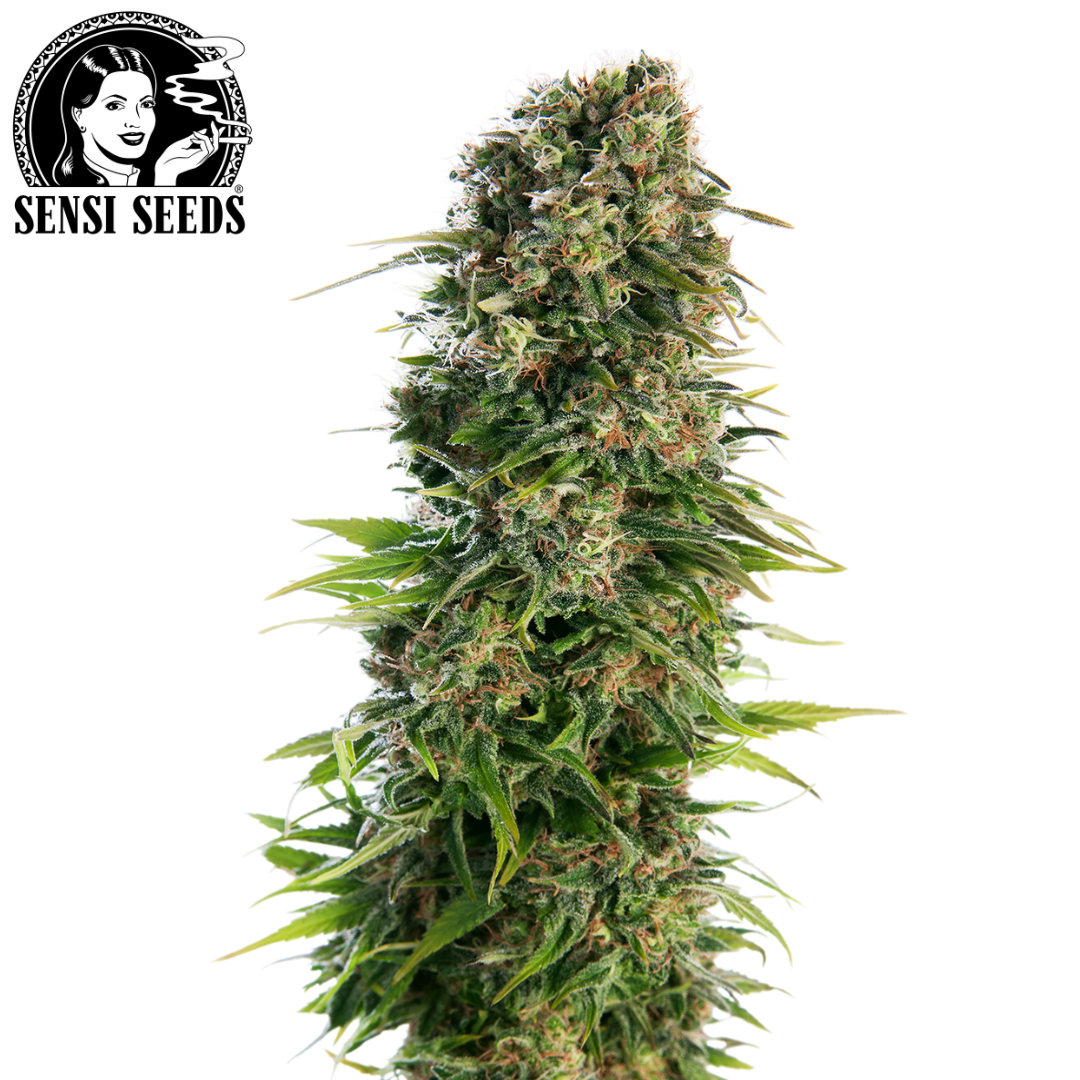 Hoodie, Sensi Seeds®, Original, Schwarz